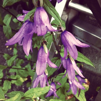 連なる紫の花