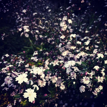 白い花の大群