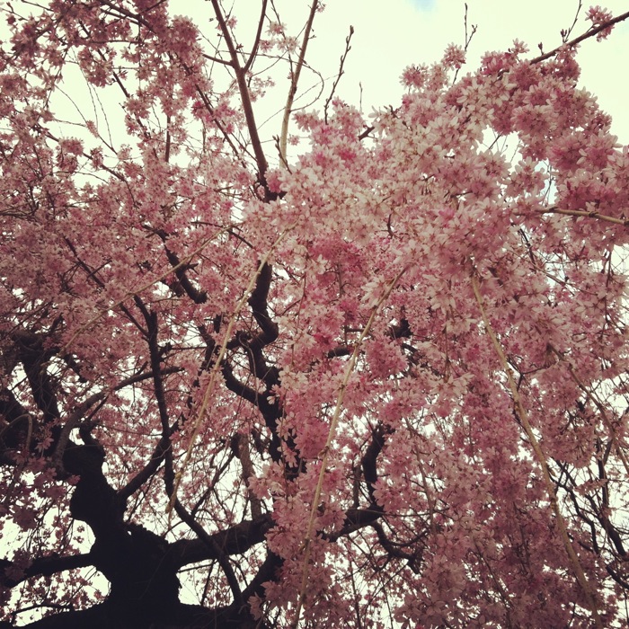 しだれ桜