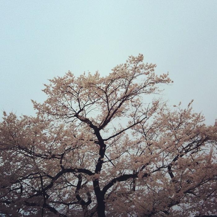 桜空模様
