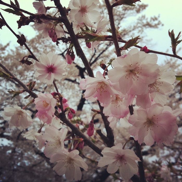 薄桃色の桜