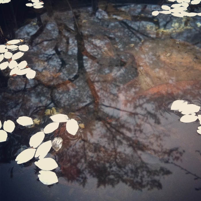 水面の桜花びら